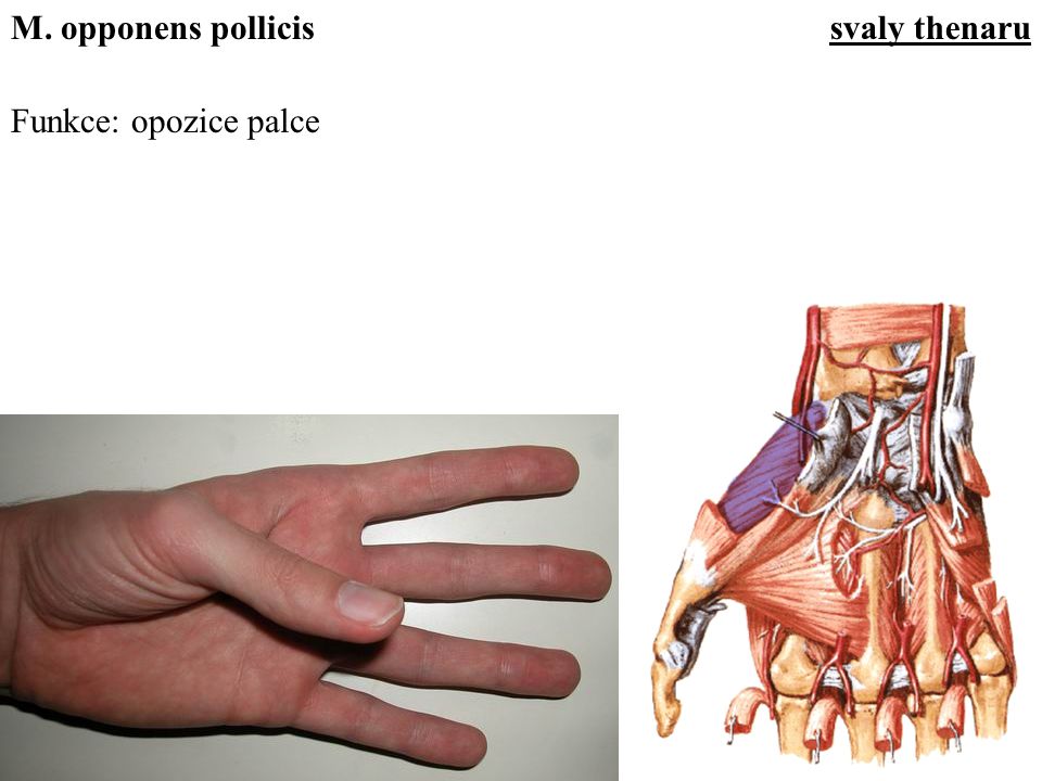 M. opponens pollicis svaly thenaru Funkce: opozice palce