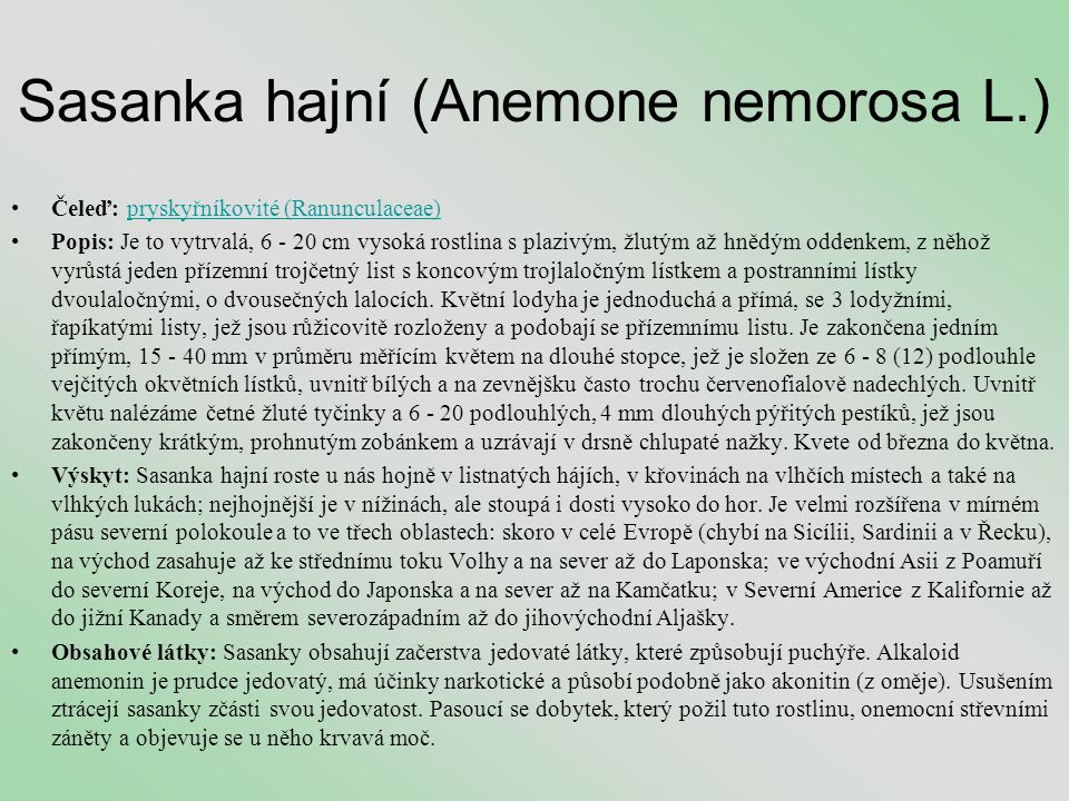 Sasanka hajní (Anemone nemorosa L.)