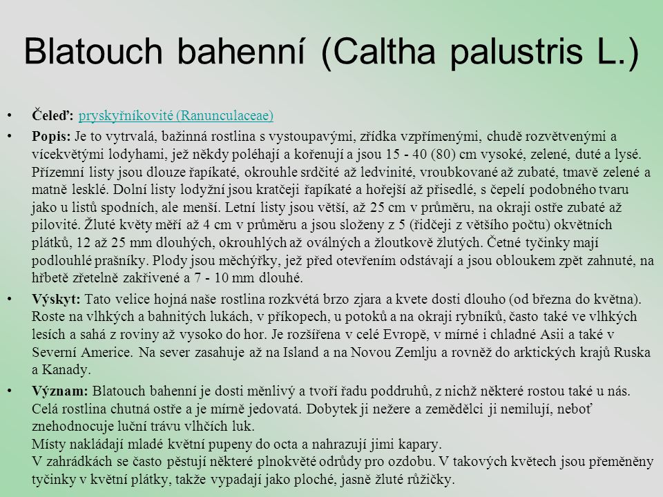 Blatouch bahenní (Caltha palustris L.)