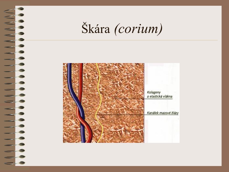 Škára (corium)