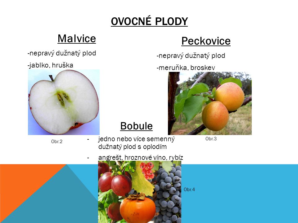 Ovocné plody Malvice Peckovice Bobule nepravý dužnatý plod