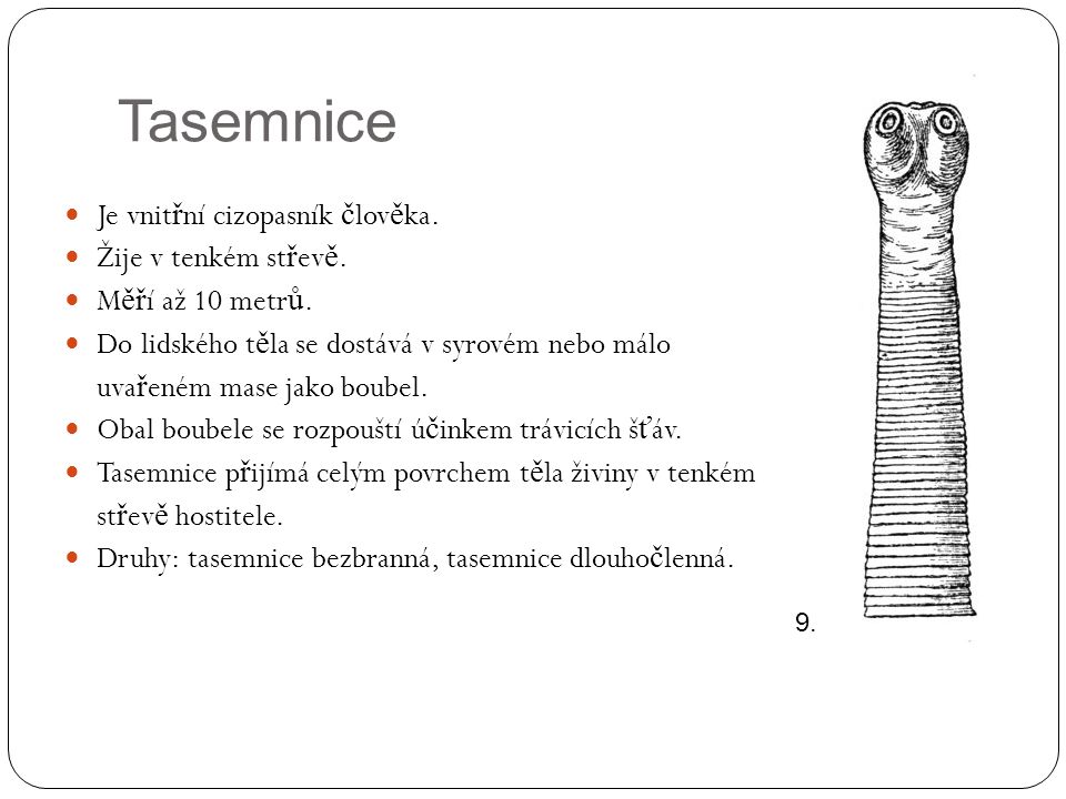 Tasemnice Je vnitřní cizopasník člověka. Žije v tenkém střevě.