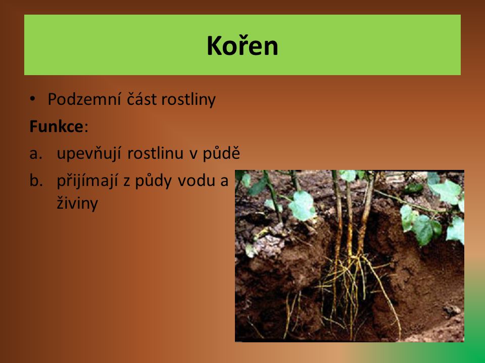 Kořen Podzemní část rostliny Funkce: upevňují rostlinu v půdě