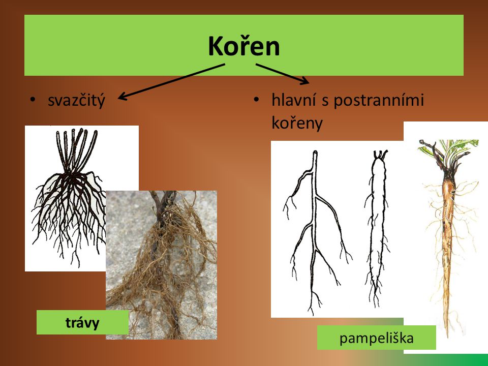 Kořen svazčitý hlavní s postranními kořeny trávy pampeliška