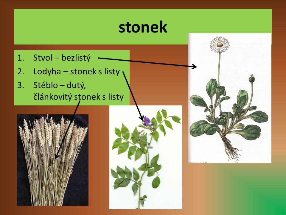 stonek Stvol – bezlistý Lodyha – stonek s listy