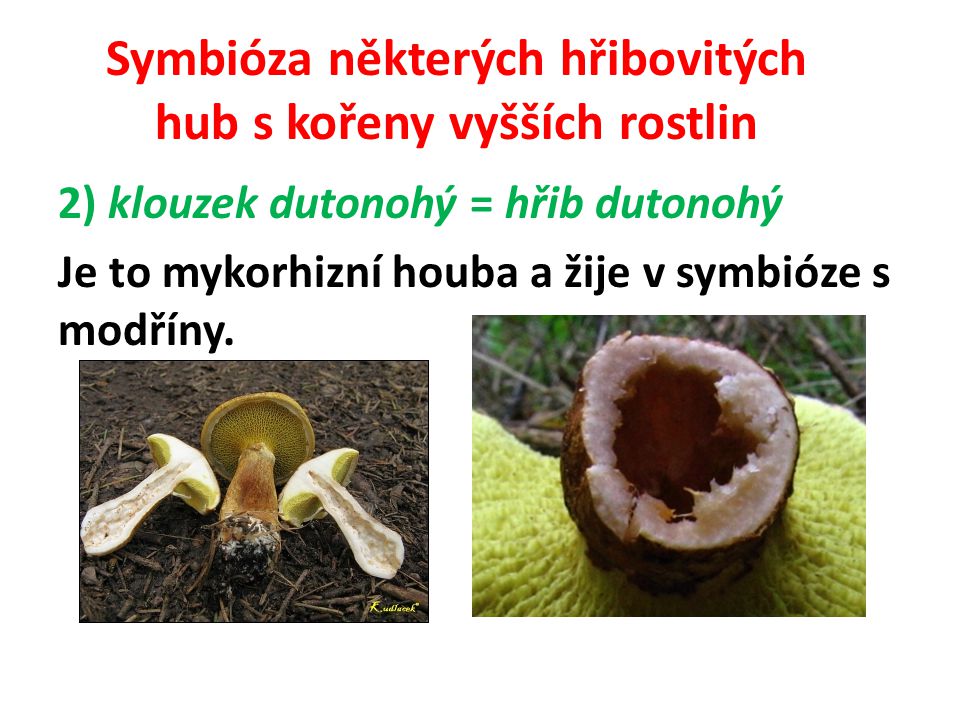 Symbióza některých hřibovitých hub s kořeny vyšších rostlin