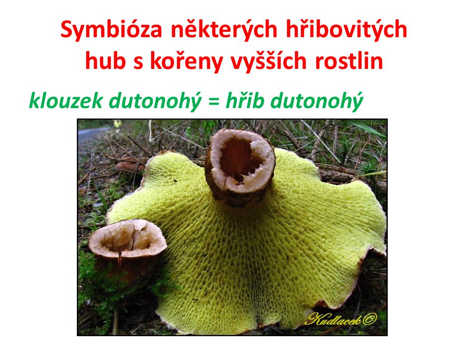 Symbióza některých hřibovitých hub s kořeny vyšších rostlin
