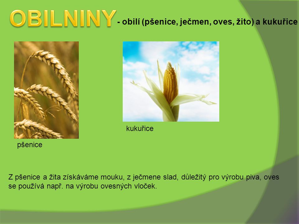 OBILNINY - obilí (pšenice, ječmen, oves, žito) a kukuřice kukuřice