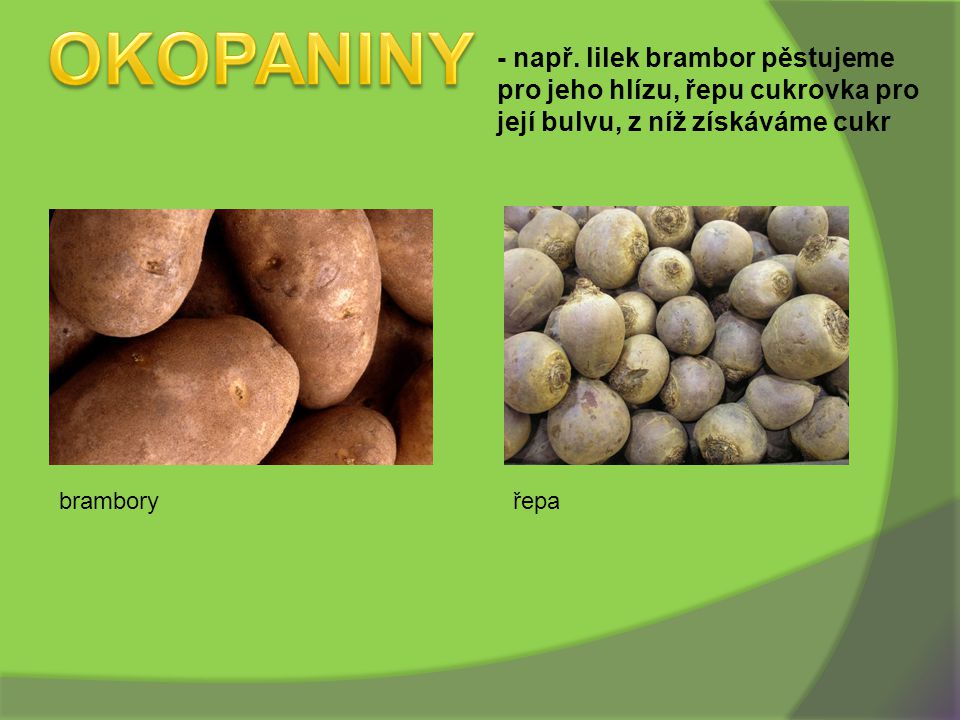 OKOPANINY - např. lilek brambor pěstujeme pro jeho hlízu, řepu cukrovka pro její bulvu, z níž získáváme cukr.