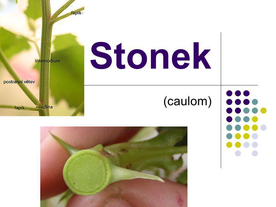 Stonek (caulom)