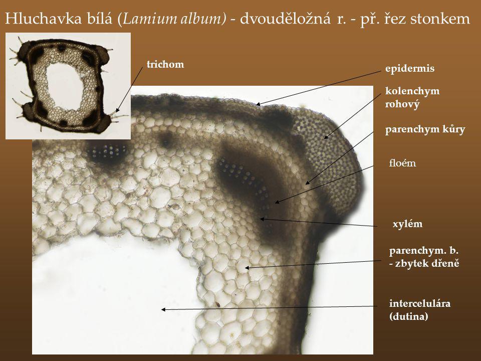 Hluchavka bílá (Lamium album) - dvouděložná r. - př. řez stonkem