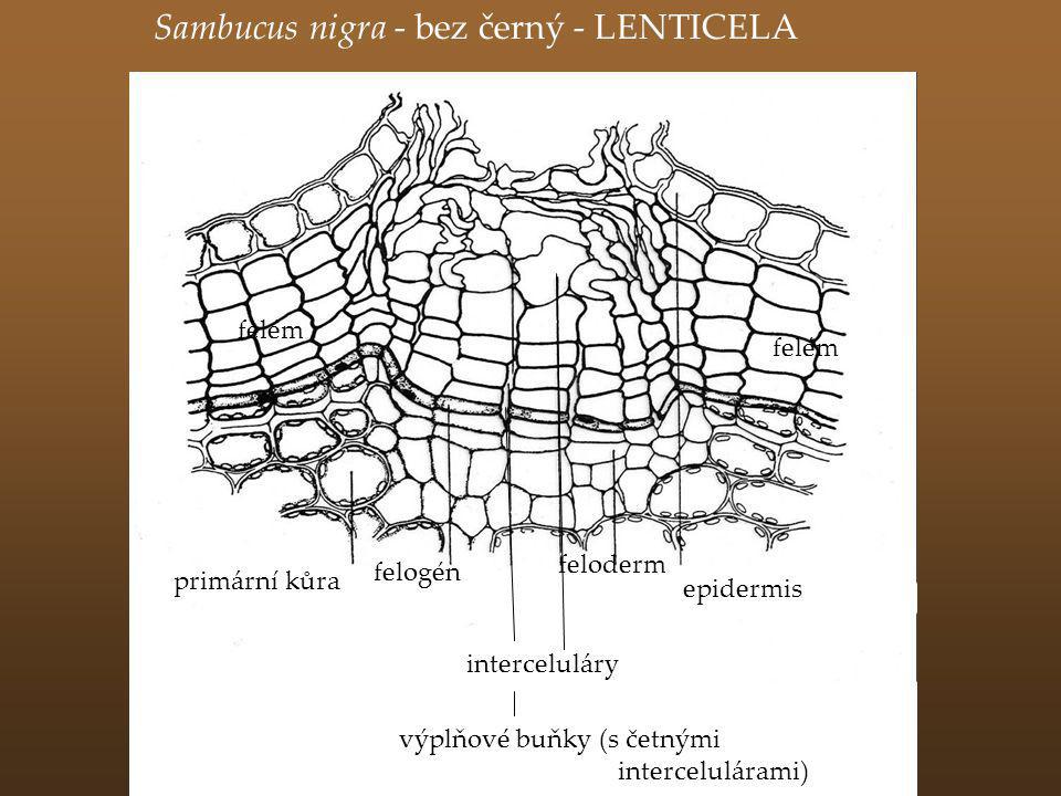 Sambucus nigra - bez černý - LENTICELA