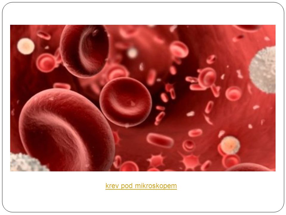 krev pod mikroskopem