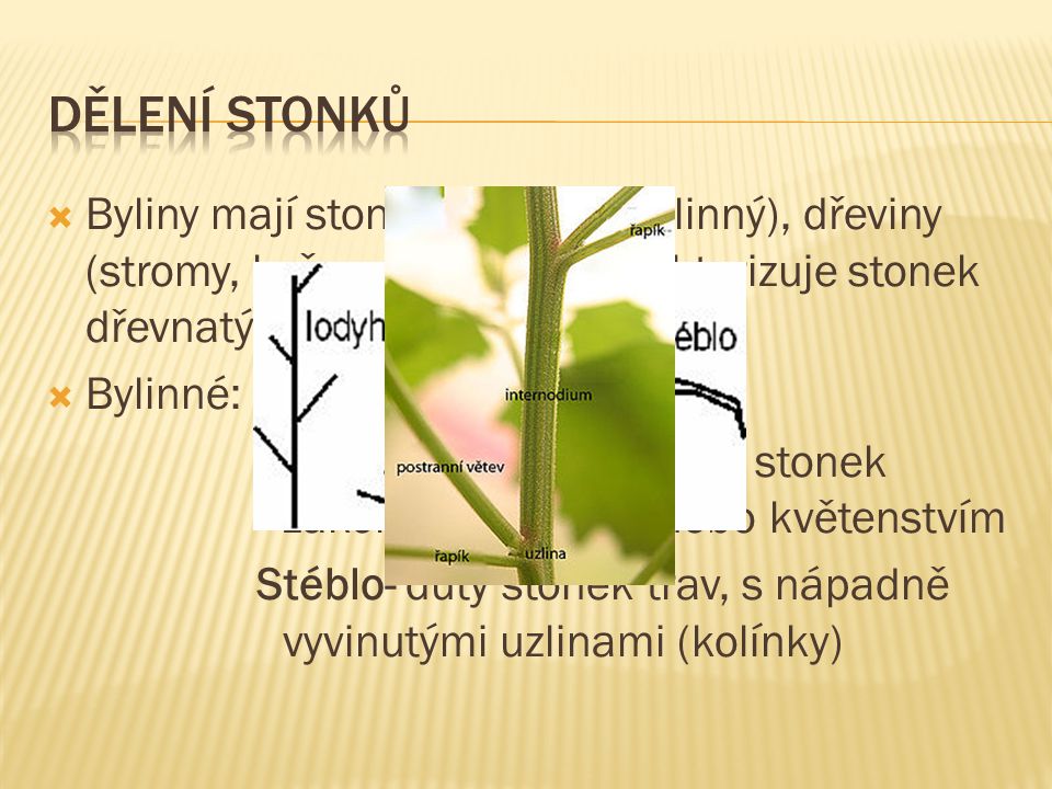 Dělení stonků Byliny mají stonek dužnatý (bylinný), dřeviny (stromy, keře, polokeře) charakterizuje stonek dřevnatý.
