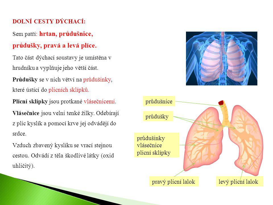 DOLNÍ CESTY DÝCHACÍ: Sem patří: hrtan, průdušnice, průdušky, pravá a levá plíce. Tato část dýchací soustavy je umístěna v hrudníku a vyplňuje jeho větší část. Průdušky se v nich větví na průdušinky, které ústící do plicních sklípků. Plicní sklípky jsou protkané vlásečnicemi. Vlásečnice jsou velni tenké žilky. Odebírají z plic kyslík a pomocí krve jej odvádějí do srdce. Vzduch zbavený kyslíku se vrací stejnou cestou. Odvádí z těla škodlivé látky (oxid uhličitý).