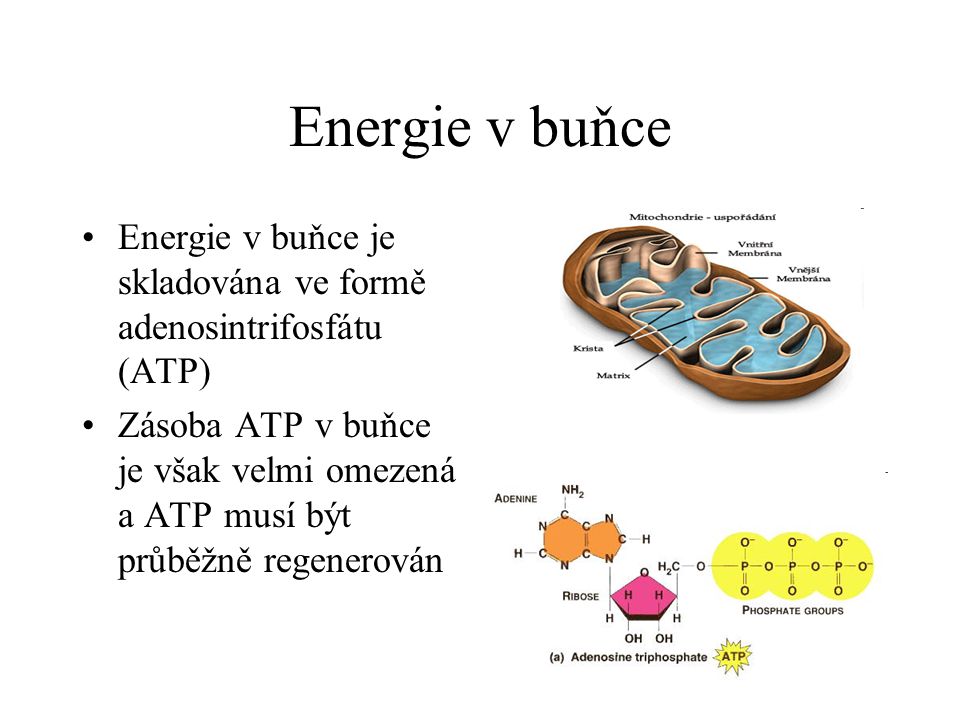 Energie v buňce Energie v buňce je skladována ve formě adenosintrifosfátu (ATP)