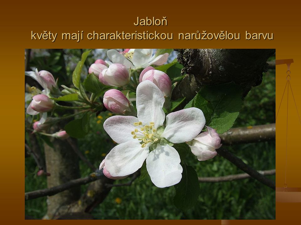 Jabloň květy mají charakteristickou narůžovělou barvu