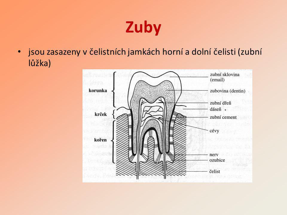 Zuby jsou zasazeny v čelistních jamkách horní a dolní čelisti (zubní lůžka)