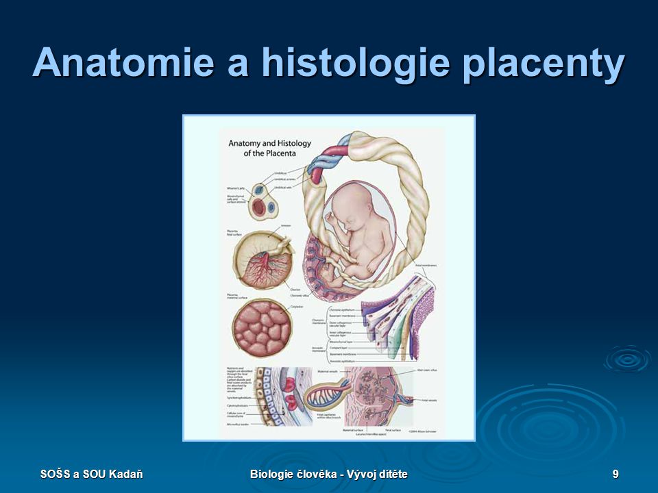 Anatomie a histologie placenty
