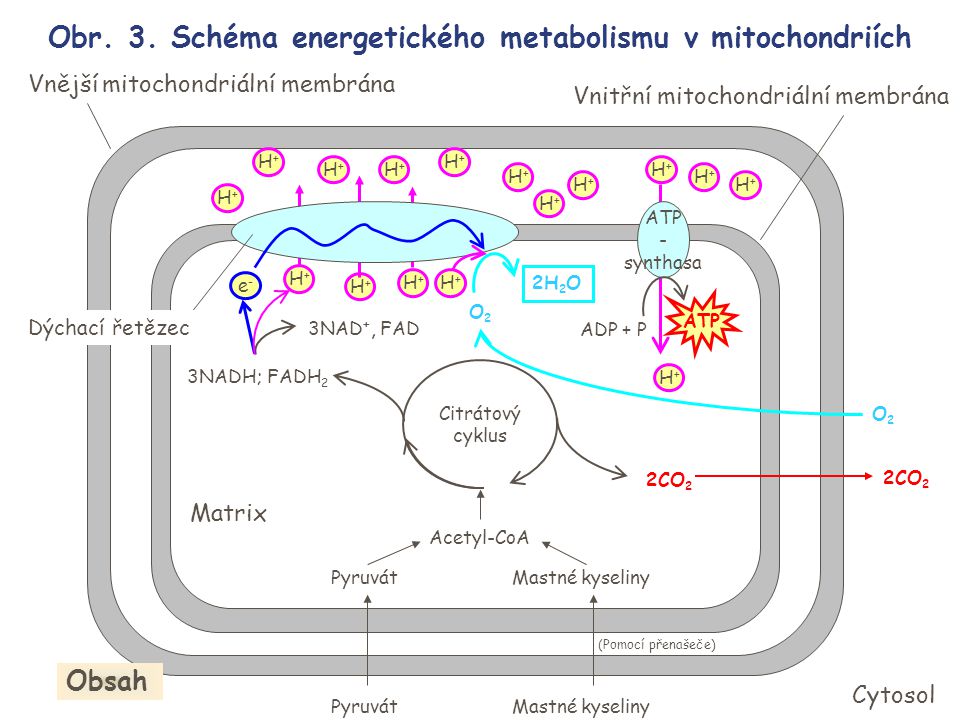 Obr. 3. Schéma energetického metabolismu v mitochondriích
