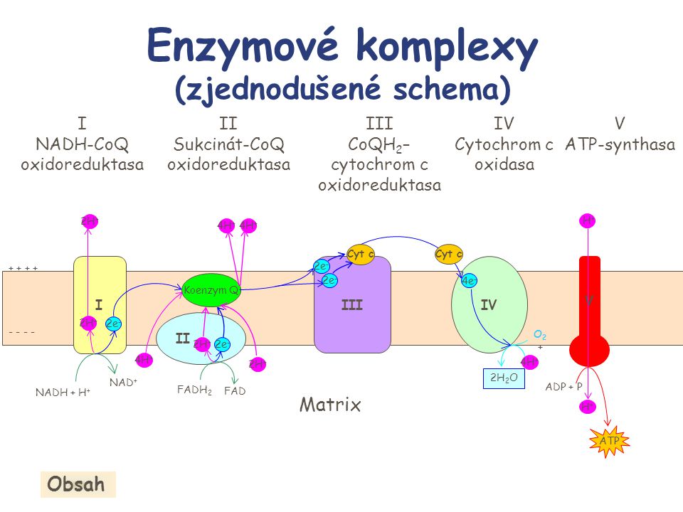 Enzymové komplexy (zjednodušené schema)