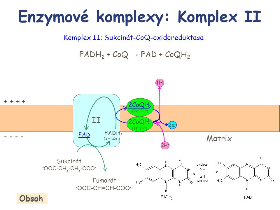 Enzymové komplexy: Komplex II