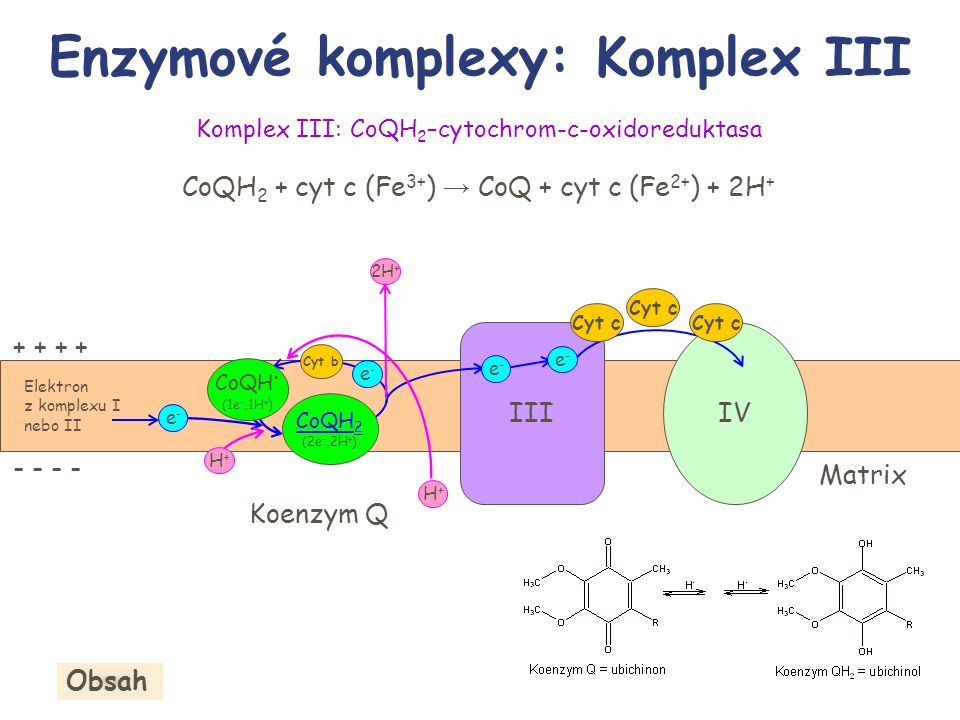 Enzymové komplexy: Komplex III