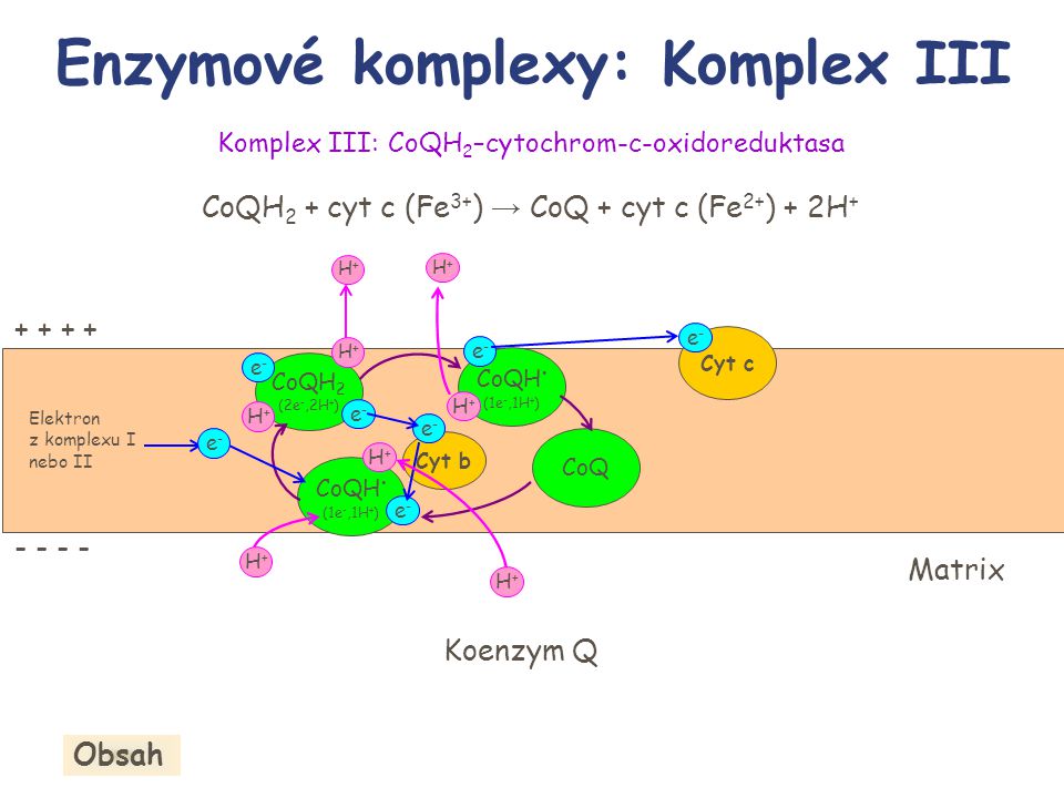 Enzymové komplexy: Komplex III