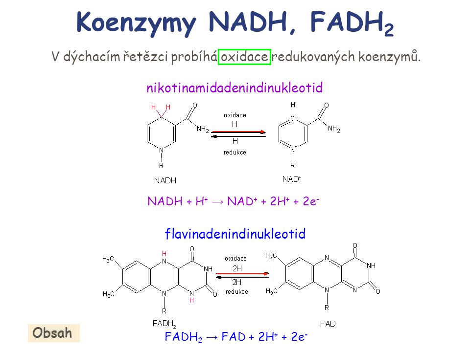 Koenzymy NADH, FADH2 V dýchacím řetězci probíhá oxidace redukovaných koenzymů. nikotinamidadenindinukleotid.