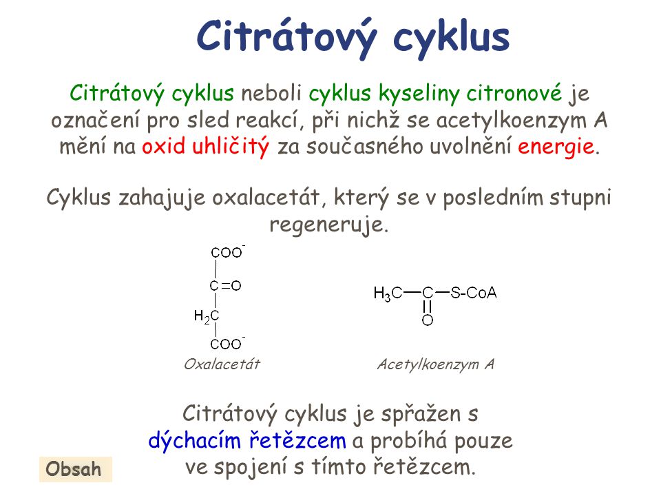 Cyklus zahajuje oxalacetát, který se v posledním stupni regeneruje.