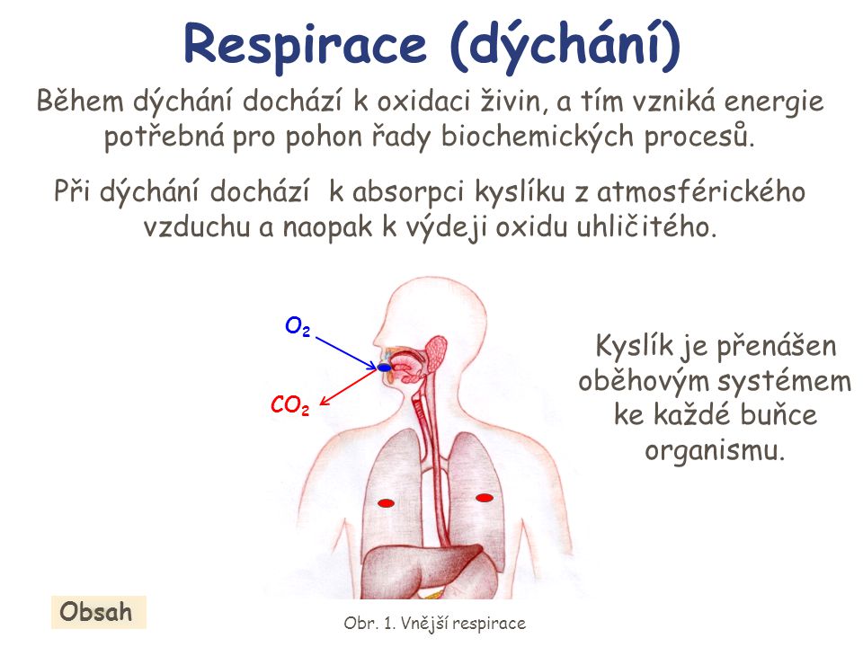 Kyslík je přenášen oběhovým systémem ke každé buňce organismu.