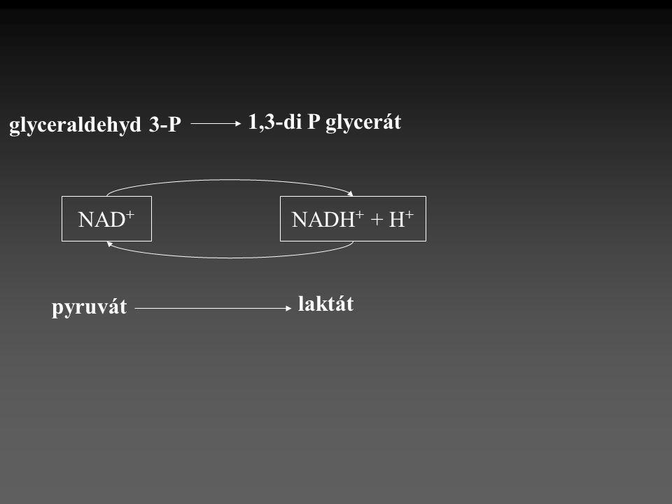 glyceraldehyd 3-P 1,3-di P glycerát NAD+ NADH+ + H+ laktát pyruvát