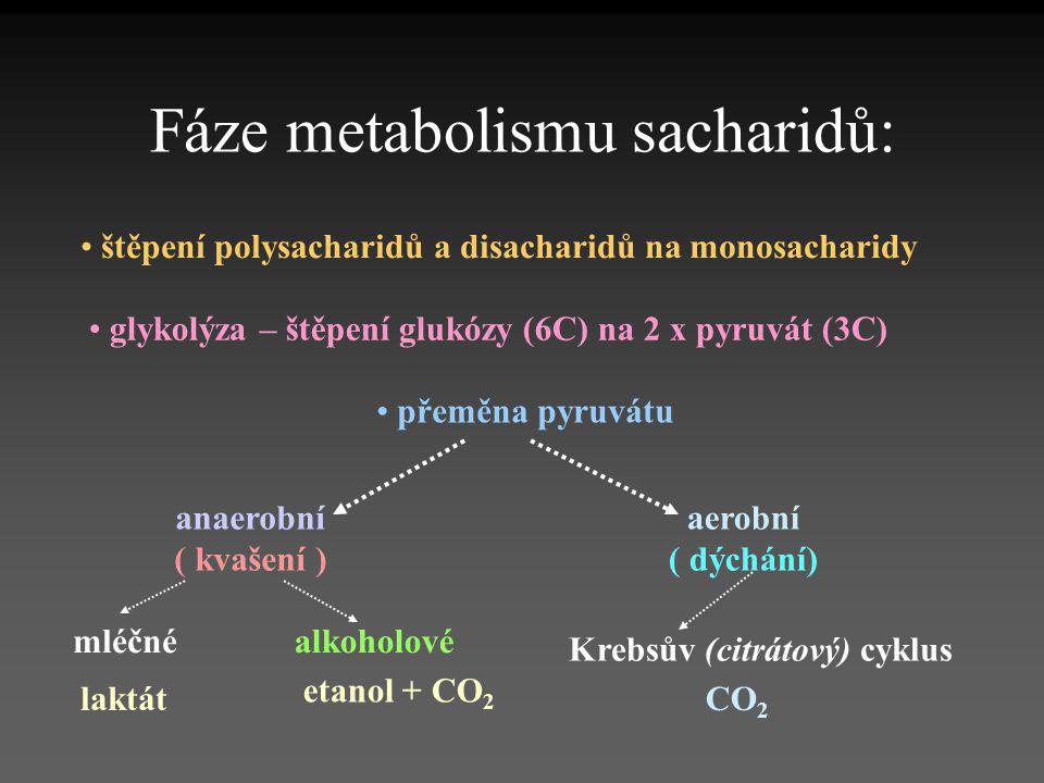 Fáze metabolismu sacharidů: