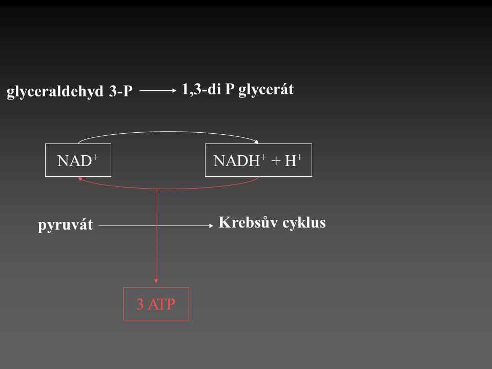 glyceraldehyd 3-P 1,3-di P glycerát NAD+ NADH+ + H+ Krebsův cyklus pyruvát 3 ATP