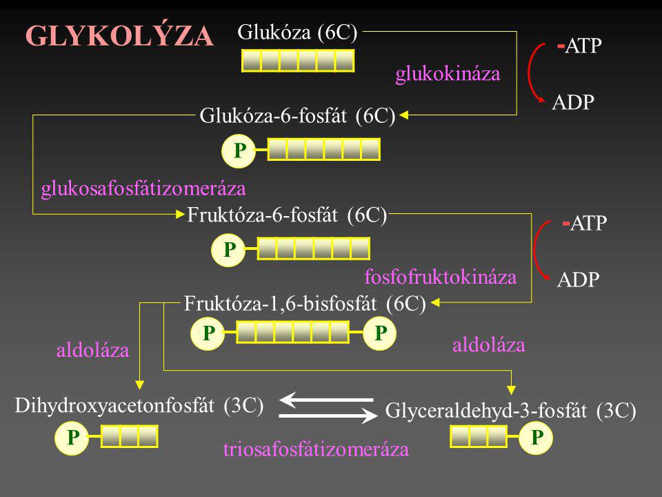 GLYKOLÝZA -ATP -ATP Glukóza (6C) ADP glukokináza Glukóza-6-fosfát (6C)