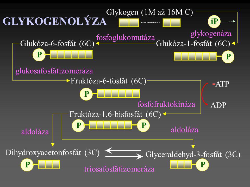 GLYKOGENOLÝZA -ATP Glykogen (1M až 16M C) iP glykogenáza