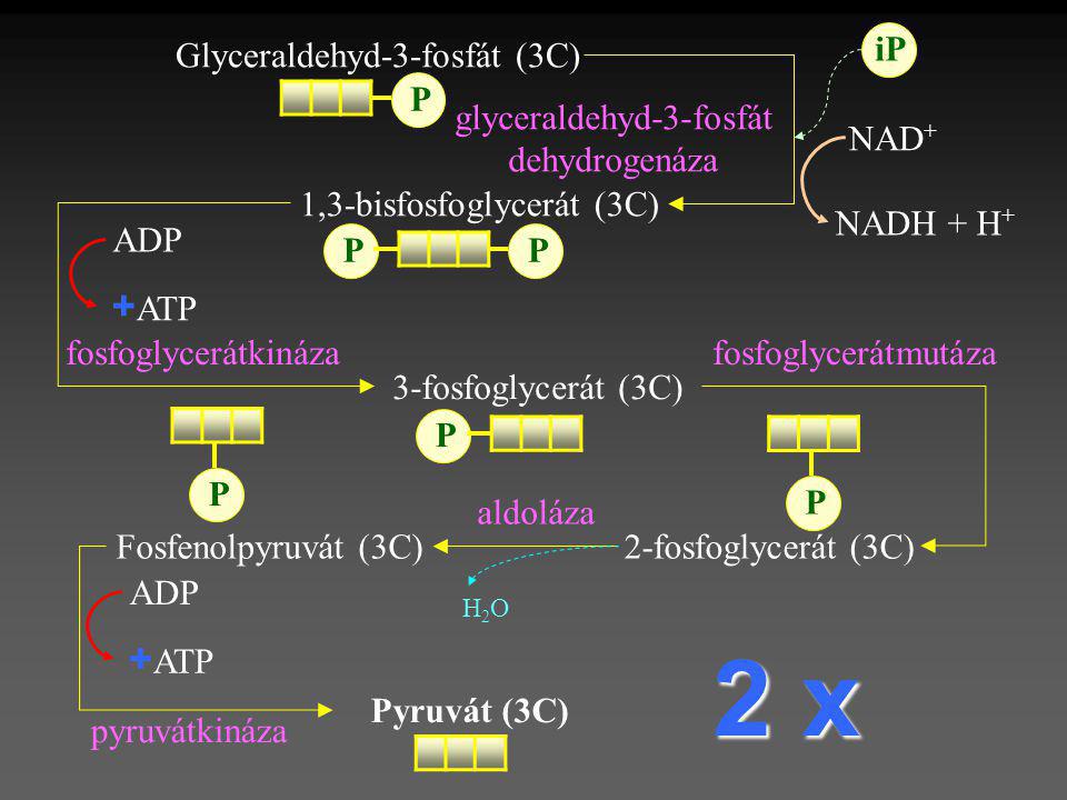 2 x +ATP +ATP iP Glyceraldehyd-3-fosfát (3C) P glyceraldehyd-3-fosfát