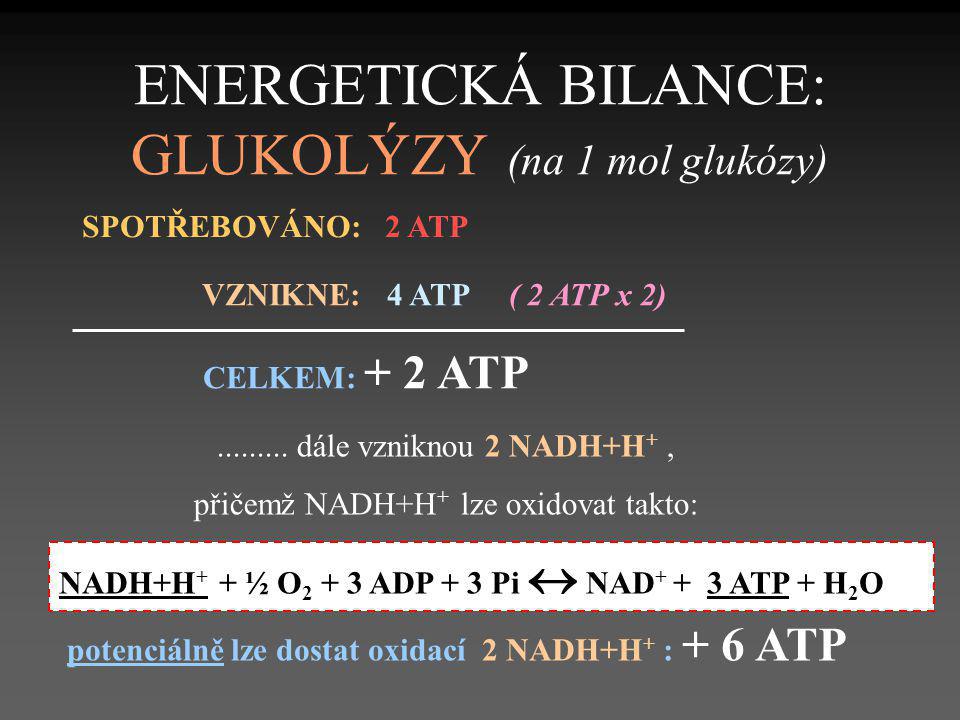 ENERGETICKÁ BILANCE: GLUKOLÝZY (na 1 mol glukózy)