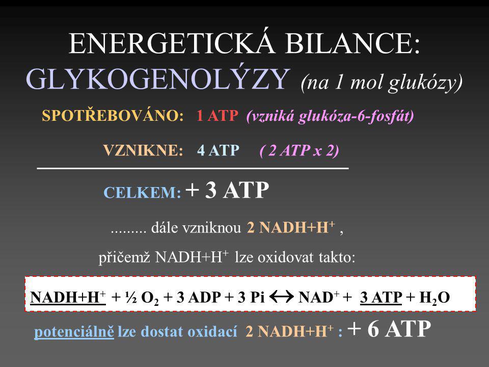 ENERGETICKÁ BILANCE: GLYKOGENOLÝZY (na 1 mol glukózy)