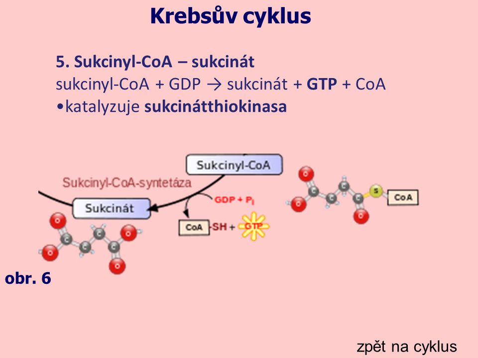 Krebsův cyklus 5. Sukcinyl-CoA – sukcinát
