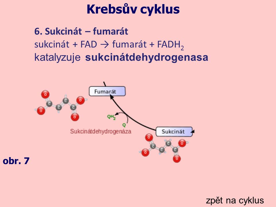 Krebsův cyklus 6. Sukcinát – fumarát sukcinát + FAD → fumarát + FADH2