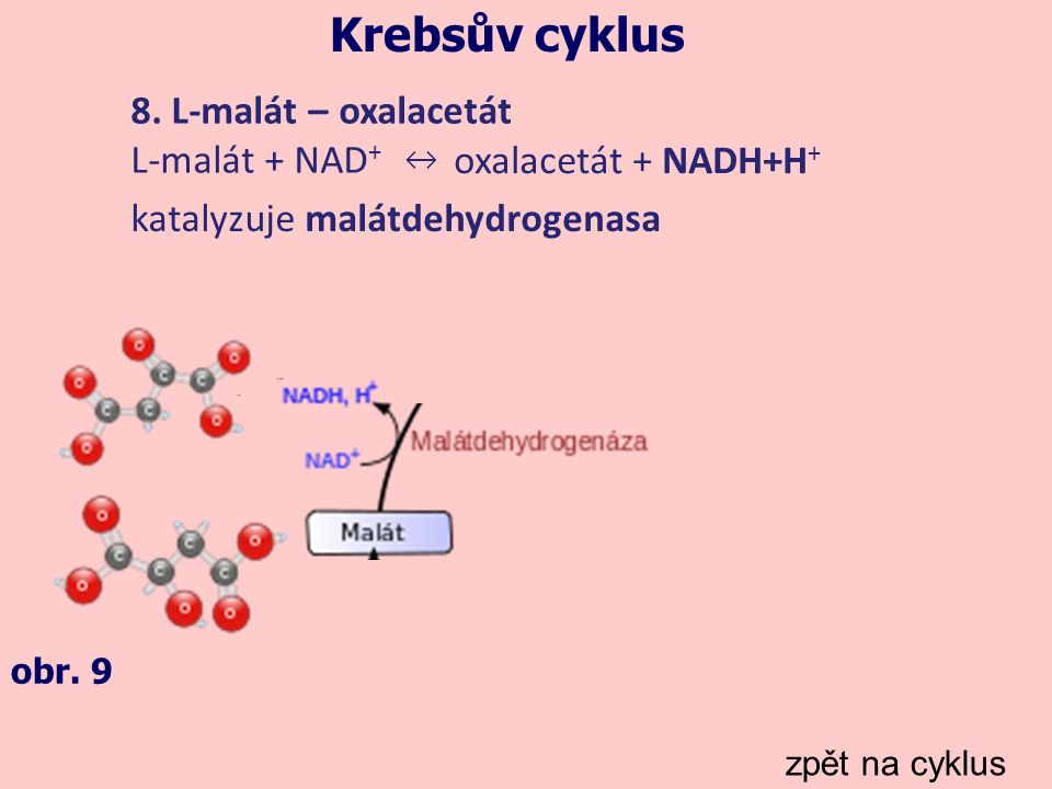 Krebsův cyklus 8. L-malát – oxalacetát L-malát + NAD+