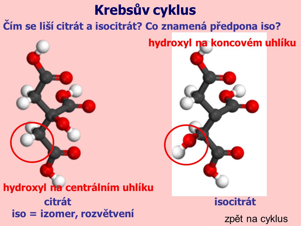 Krebsův cyklus Čím se liší citrát a isocitrát Co znamená předpona iso hydroxyl na koncovém uhlíku.