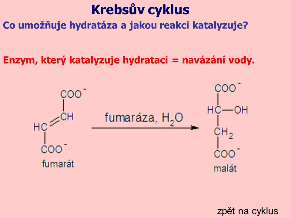 Krebsův cyklus Co umožňuje hydratáza a jakou reakci katalyzuje