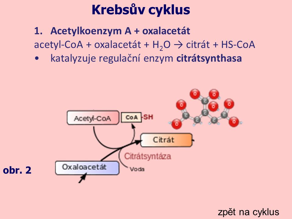 Krebsův cyklus Acetylkoenzym A + oxalacetát