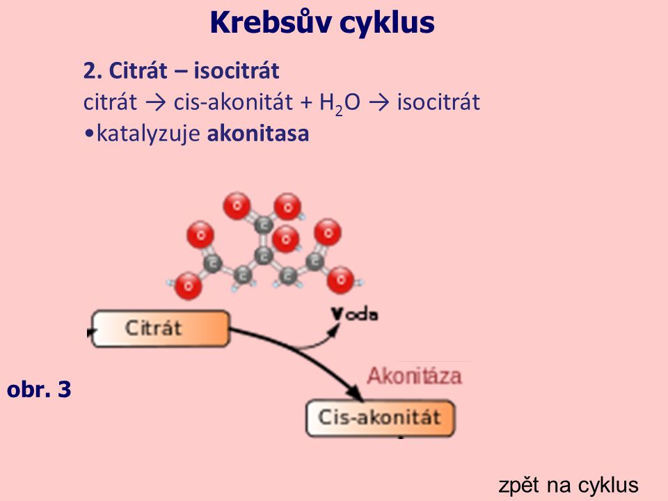Krebsův cyklus 2. Citrát – isocitrát