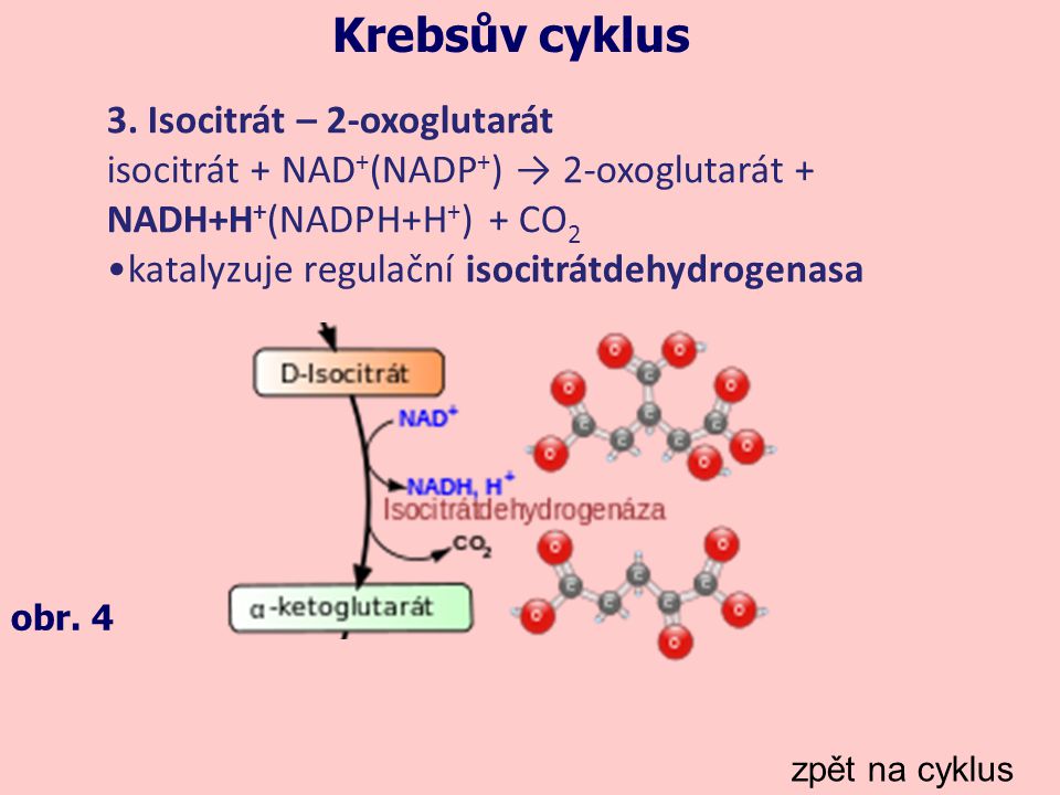 Krebsův cyklus 3. Isocitrát – 2-oxoglutarát