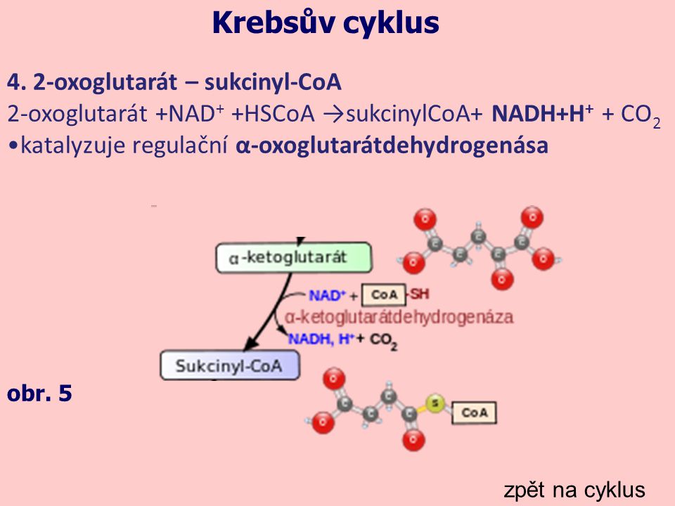 Krebsův cyklus 4. 2-oxoglutarát – sukcinyl-CoA