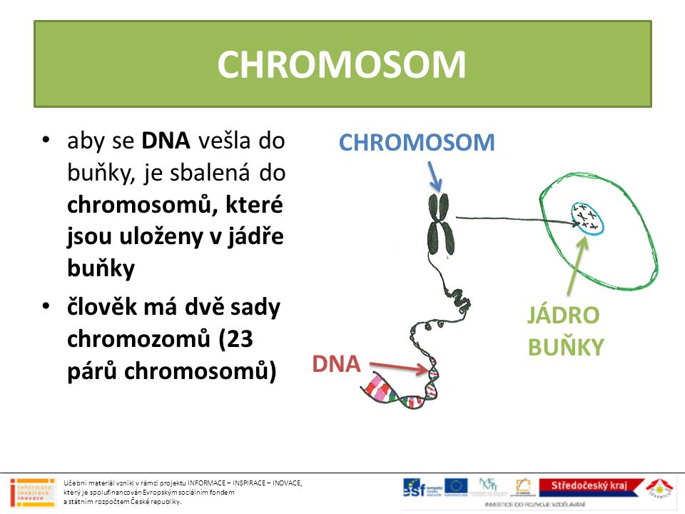 CHROMOSOM aby se DNA vešla do buňky, je sbalená do chromosomů, které jsou uloženy v jádře buňky. člověk má dvě sady chromozomů (23 párů chromosomů)