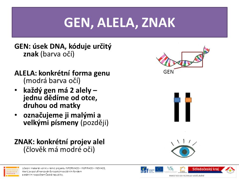 GEN, ALELA, ZNAK GEN: úsek DNA, kóduje určitý znak (barva očí)